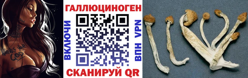 Купить где  Ивантеевка  Псилоцибиновые грибы Cubensis 